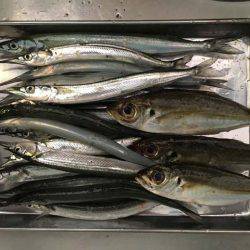 舞洲タチウオ、今日はアカン日？