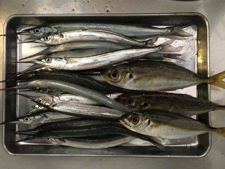 舞洲タチウオ、今日はアカン日？