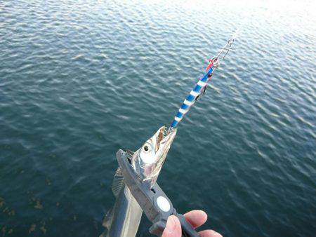 メタルジグで太刀魚♪