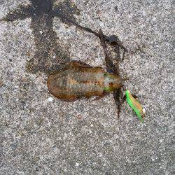 大蔵海岸にエギング釣行
