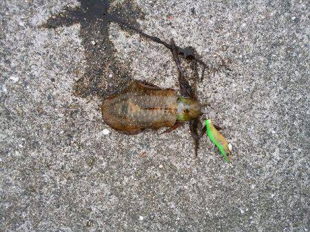 大蔵海岸にエギング釣行