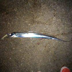 大蔵海岸でタチウオワインド