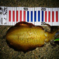 大蔵海岸でエギング