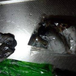 台風後何が釣れるか？