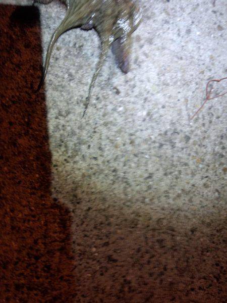 久しぶりの湾内たこ