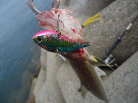 またサゴシ釣れず・・・