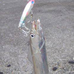 タチウオ復調！！