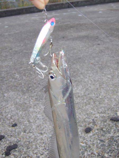 タチウオ復調！！