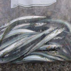 嫁さんのお供でサヨリ