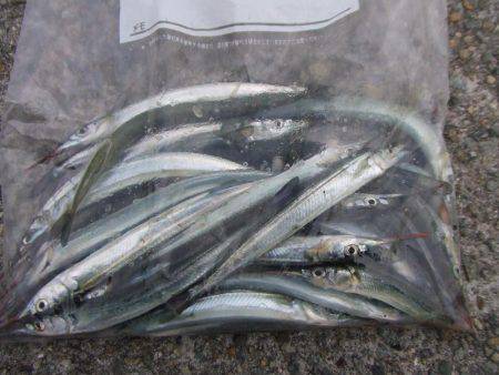 嫁さんのお供でサヨリ