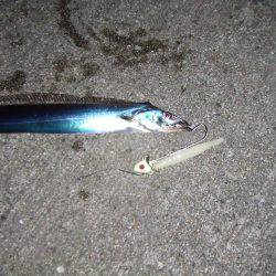 久々のサゴシとタチウオ