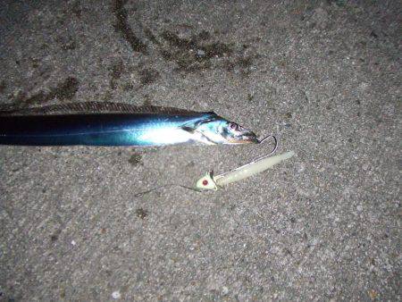 久々のサゴシとタチウオ