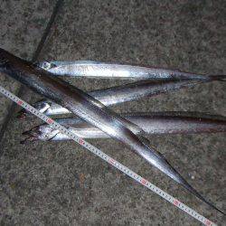 ワインドでタチウオ９２㎝も、テンヤでは不調