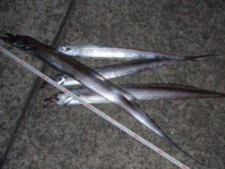 ワインドでタチウオ９２㎝も、テンヤでは不調…