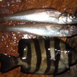 アジ、サゴシ 秋祭り。