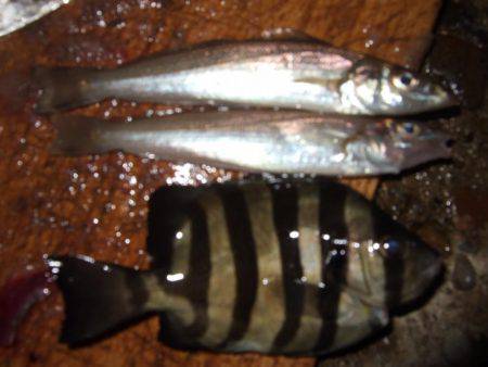 アジ、サゴシ　秋祭り。