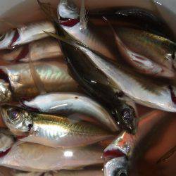 アジ釣りそこそこでもチヌが来た