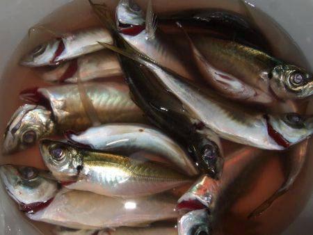 アジ釣りそこそこでもチヌが来た