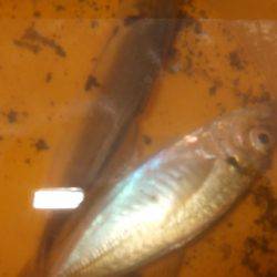 タッチー久しぶり！