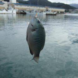 キス釣りに、珍客。