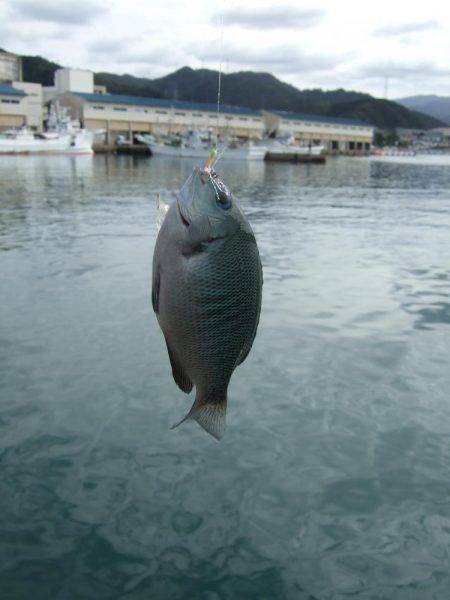 キス釣りに、珍客。
