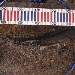 イワシ！大漁！