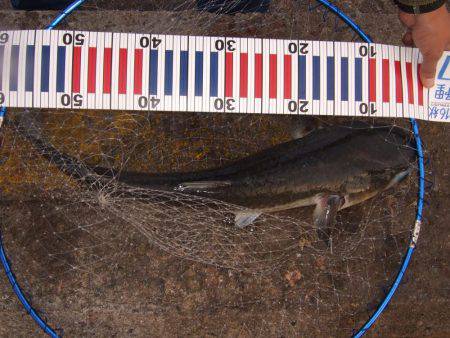 イワシ！大漁！