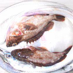 来た!ドラゴン!