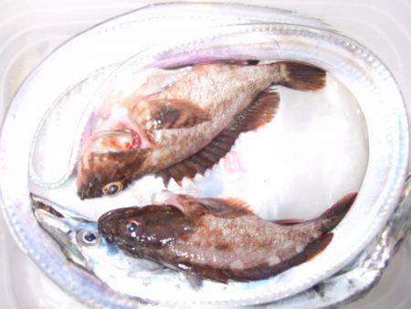 来た!ドラゴン!