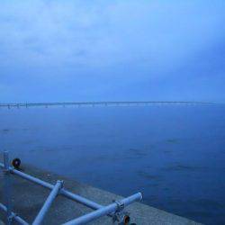 早朝～ウキ釣りでタチウオ