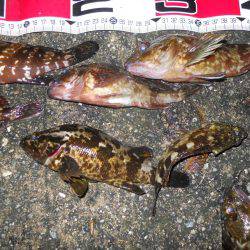 夕方~夜、エビ撒き釣りで根魚