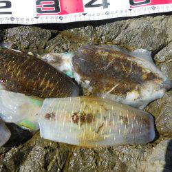 強風の中、磯でアオリイカのヤエン釣り