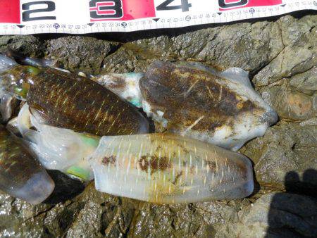 強風の中、磯でアオリイカのヤエン釣り