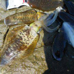 磯でアオリイカのヤエン釣り