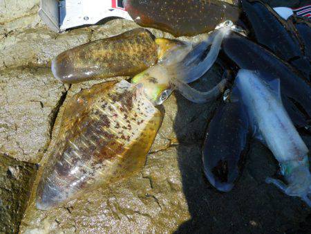 磯でアオリイカのヤエン釣り