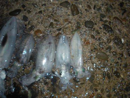 満月の大潮には