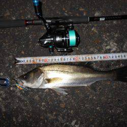 メタルバイブでシーバス♪