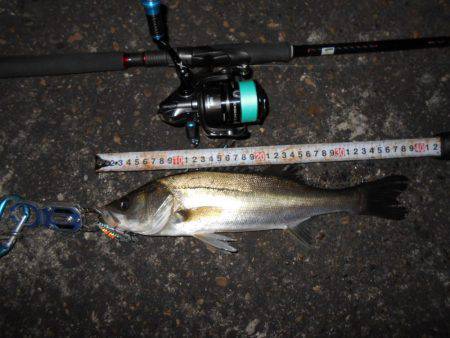 メタルバイブでシーバス♪