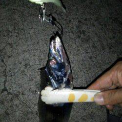 タチウオのイレグイ堪能♪