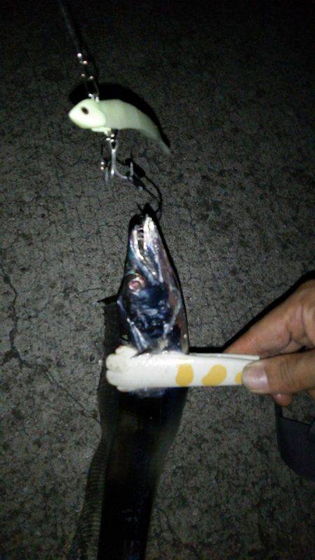 タチウオのイレグイ堪能♪