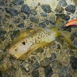 ナイスサイズ23cm680g