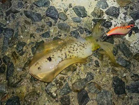 ナイスサイズ23cm680g