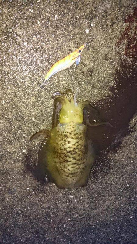 ファミリー刀狩り