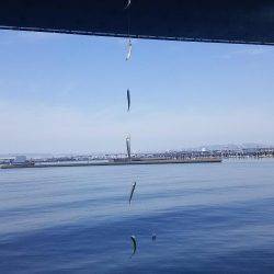 リアルタイム釣果