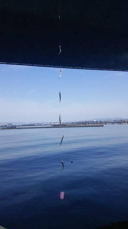 リアルタイム釣果