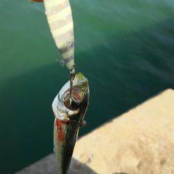 ライトジグサビキでマイワシ、ウルメイワシイレグイ