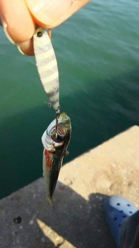 ライトジグサビキでマイワシ、ウルメイワシイレグイ