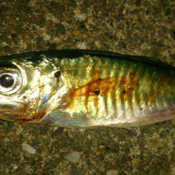 マルアジよりマアジ！