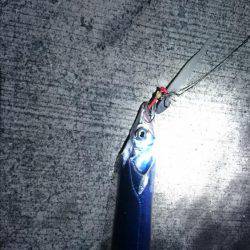 チョコットエギング