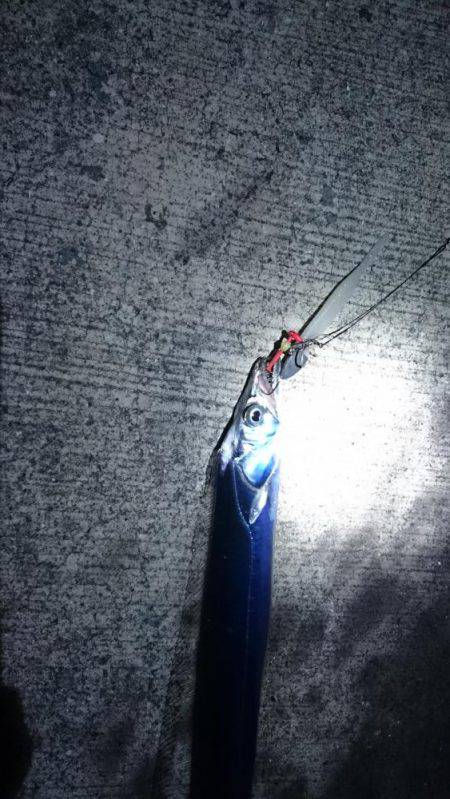 チョコットエギング